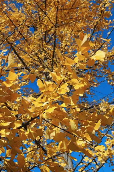 Ginkgo ağacı sonbahar renkleri