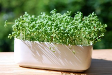 Garden cress