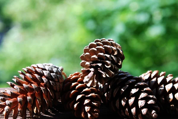 dört çam kozalakları