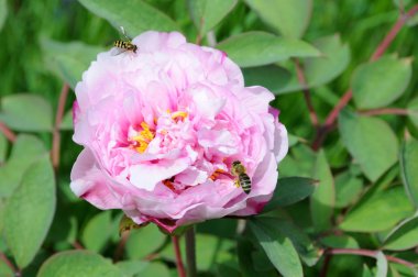 Arılar ile pembe şakayık