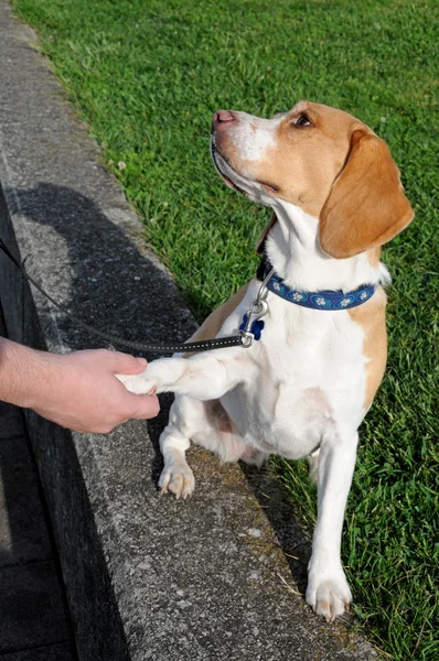 Köpek sallar pençe