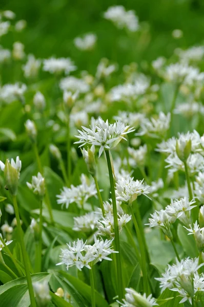 Allium ursinum — Fotografie, imagine de stoc