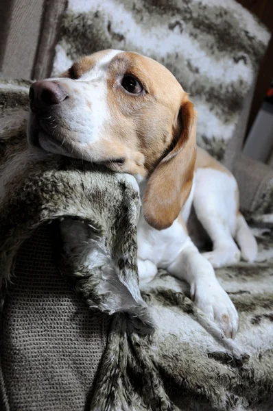 köpek rahatlatıcı