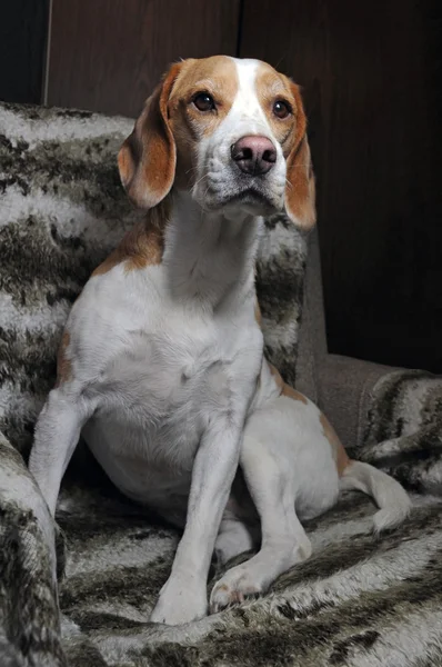 Şaşırmış Köpek