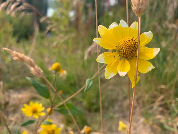 Sarı ve Beyaz Yabani Çiçekler Büyük Mesa Colorado Eylül 2020 'de alındı