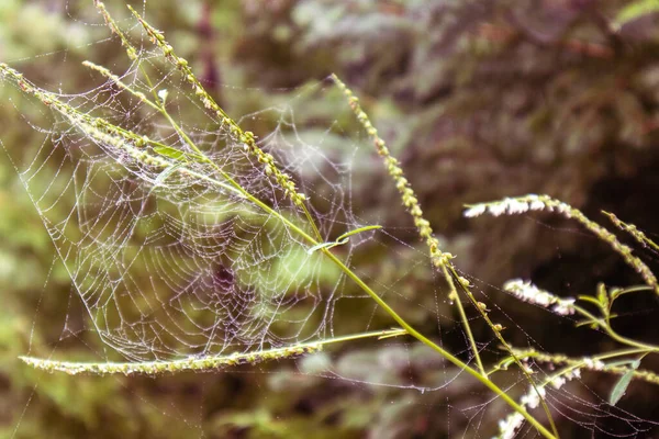 Örümcek Ağı Gölü Huron Michigan Ağustos 2021