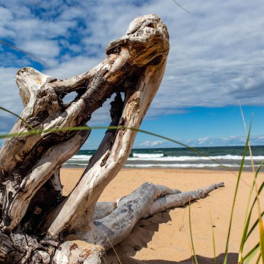 Superior Gölü 'ndeki Driftwood Au Treni, Michigan Eylül 2021