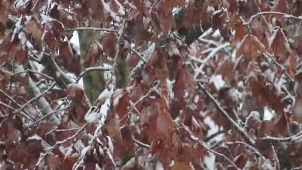 Nevando invierno en el norte de Italia 2020 — Vídeo de stock