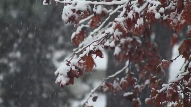 2020年意大利北部的雪冬 — 图库视频影像