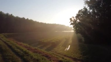 İtalya 'da üzüm tarlasında gün doğumu