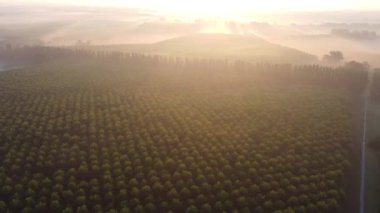 İtalya 'da ağaç ve lagün ekimi