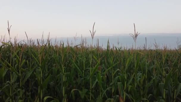 Повышенный вид на кукурузные плантации — стоковое видео