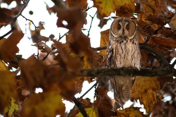 Bubo virginianus, Great horned owl, hoot owl — 图库照片