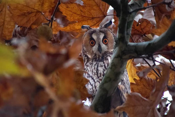 Bubo virginianus, Gran búho con cuernos, lechuza — Foto de Stock