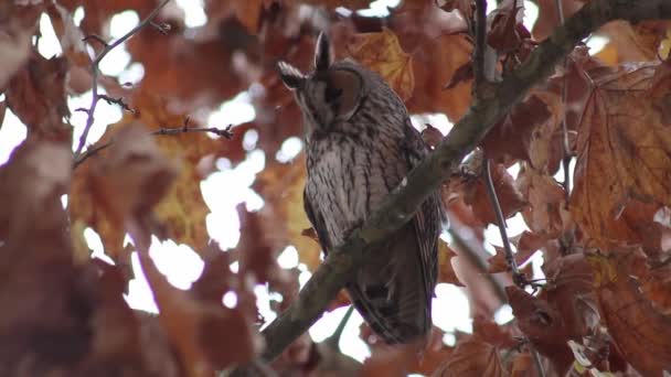 Bubo virginianus, Büyük boynuzlu baykuş, yuhalama baykuşu — Stok video