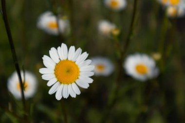 Yeşil arka planda beyaz papatya çiçeği, İtalya 