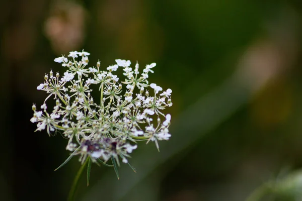 Flores púrpuras y blancas hierba sobre fondo verde, Italia — Foto de Stock