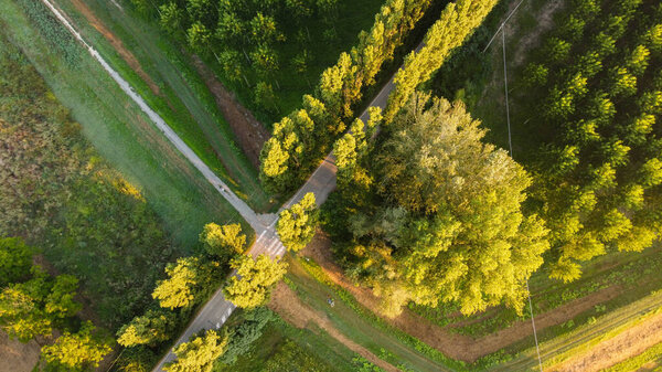 Aerial view of tree plantation, Emilia Romagna. Italy. High quality photo