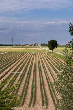 Gıda endüstrisi için paralel sıralar halinde domates çiftliği, İtalya