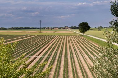 Gıda endüstrisi için paralel sıralar halinde domates çiftliği, İtalya