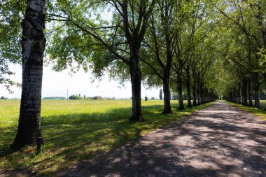 Kırsal yol, İtalya 'nın ekin tarlalarının ortasında paralel sıralarda ağaçlarla işaretlenmiş.