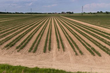 Gıda endüstrisi için paralel sıralar halinde domates çiftliği, İtalya