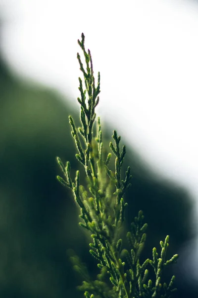 pine tree leaf detail with blur background