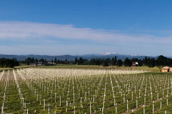 Wine grapes growing field, Parma, Bologna, area. Italy — Stock Photo, Image