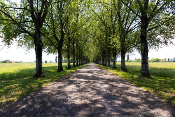 Αγροτικός δρόμος που χαρακτηρίζεται από δέντρα σε παράλληλες σειρές στη μέση των αγρών των καλλιεργειών, Ιταλία — Φωτογραφία Αρχείου
