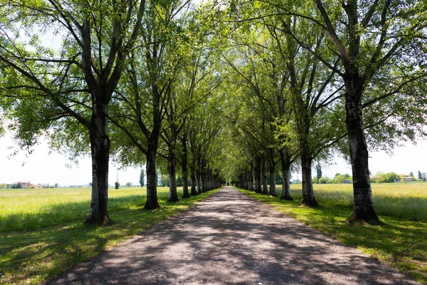 Αγροτικός δρόμος που χαρακτηρίζεται από δέντρα σε παράλληλες σειρές στη μέση των αγρών των καλλιεργειών, Ιταλία — Φωτογραφία Αρχείου