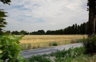 Olgun arpa yetiştirme ve kırsal yolda ağaçlar, Parma, İtalya. Yüksek kalite fotoğraf