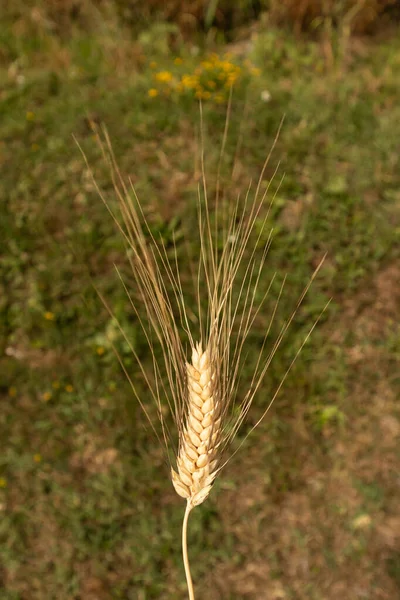 Ear Barley Isolated Background Parma Italy High Quality Photo — Stock Photo, Image