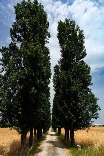 Αγροτικός Δρόμος Δέντρα Που Περιβάλλεται Από Καλλιέργεια Κριθαριού Πάρμα Ιταλία — Φωτογραφία Αρχείου