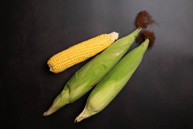 Düz siyah arka planda taze mısır koçanları. Yüksek kalite fotoğraf