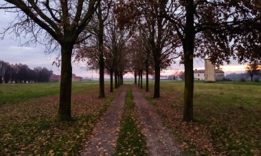 Kırsal yol, İtalya 'nın ekin tarlalarının ortasında paralel sıralar halinde ağaçlarla işaretlenmiş. Yüksek kalite fotoğraf