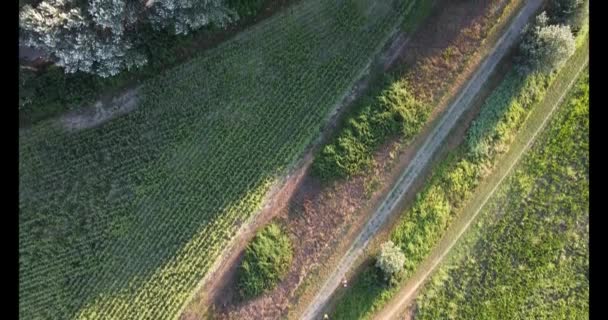 从空中俯瞰意大利北部的农田和树木 — 图库视频影像