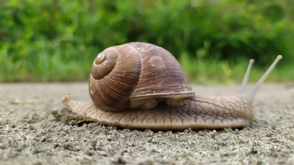 Caracol Terrestre Sivestre Helix Pomatia Cornu Aspersum Norte Itália Foto — Fotografia de Stock