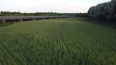 Viadana Köprüsü Mantova, İtalya 'nın hava aracı görüntüsü