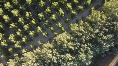 Kuzey İtalya 'daki tarlaların ve ağaçların insansız hava aracı görüntüsü