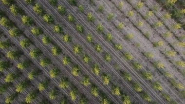 Yazın Brescello 'da ağaçların üzerinde uçmak. İtalya