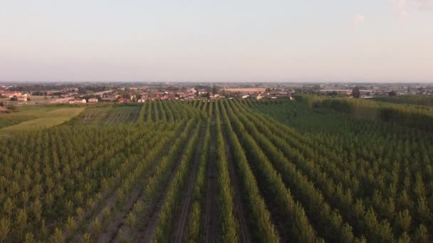 ブレッチェッロで夏に木の上を飛ぶ。イタリア — ストック動画