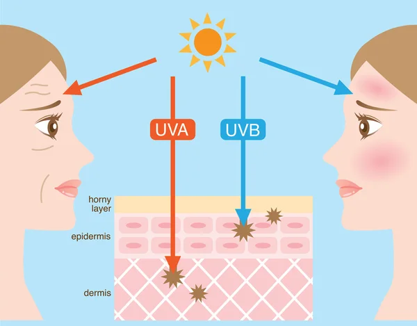 Ilustração infográfica da pele. a diferença entre a penetração dos raios UVA e UVB — Vetor de Stock