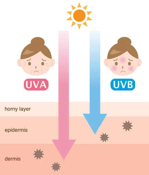 Illustrazione della pelle infografica. la differenza tra la penetrazione dei raggi UVA e UVB — Vettoriale Stock