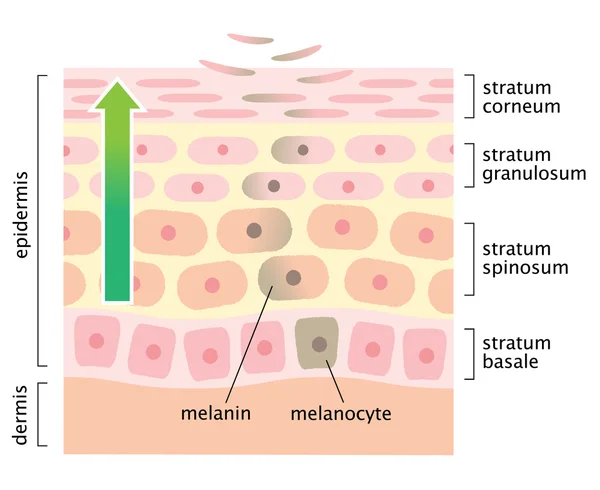 Infographic Skin illustratie. de omzet van de huidcellen — Stockvector