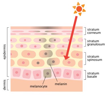 infographic skin illustration. skin mechanism of facial blotches clipart