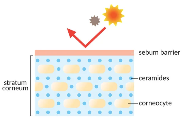 Strato Pelle Idratata Con Illustrazione Ceramidi Concetto Bellezza Cura Della — Vettoriale Stock