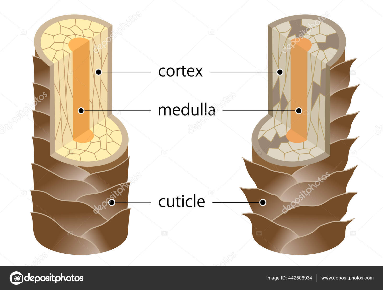 Layer Healthy Damaged Hair Structure Hair Shaft Consists Cortex Cuticle Stock Vector Image by ©mug5 #442506934 Layer Healthy Damaged Hair Structure Hair Shaft Consists Cortex Cuticle Stock Vector Image by ©mug5 #442506934