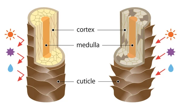 건강하고 머리카락 구조입니다 큐티클 Medulla Hair 관리와 개념으로 이루어져 — 스톡 벡터