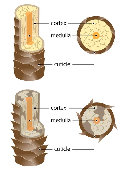 Sağlıklı ve hasarlı saç yapısı. Saç mili, korteks, tırnak eti ve medulla.Saç bakımı ve güzellik konseptinden oluşur.