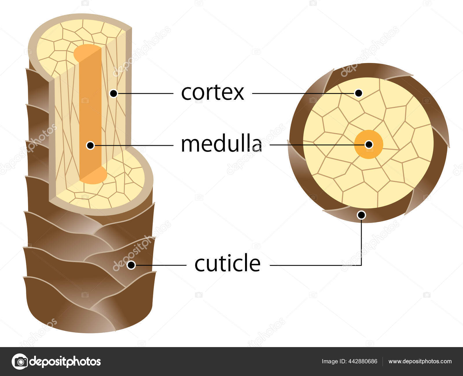 Layer Hair Structure Hair Shaft Consists Cortex Cuticle Medulla Hair ...